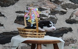 Alaskan Malamute dogs for sale: Breeze - Image 3