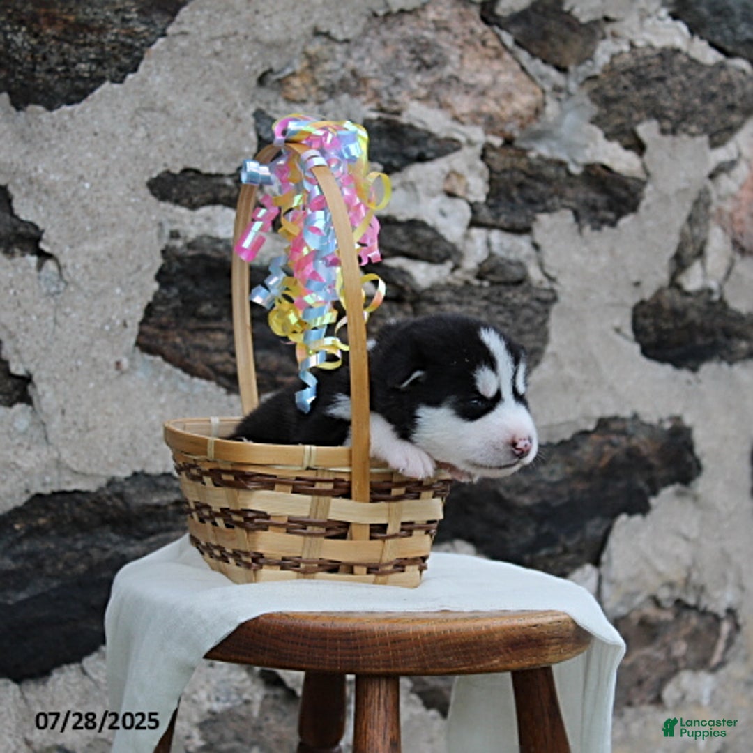 Alaskan Malamute dogs for sale: Breeze - Image 3