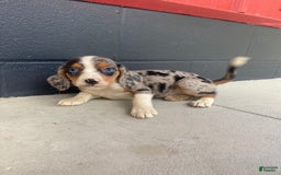 Beaglier dogs for sale: Annie - Image 3