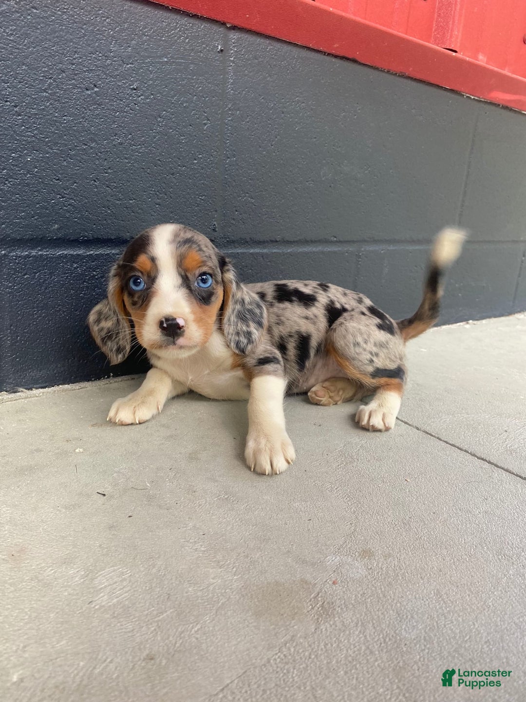 Beaglier dogs for sale: Annie - Image 3
