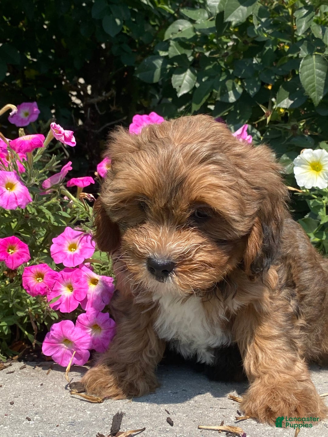 Lhasapoo dogs for sale: Jenny - Image 3
