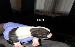 American Staffordshire Terrier dogs for sale: Little Bit Runt Of Litter - Image 1