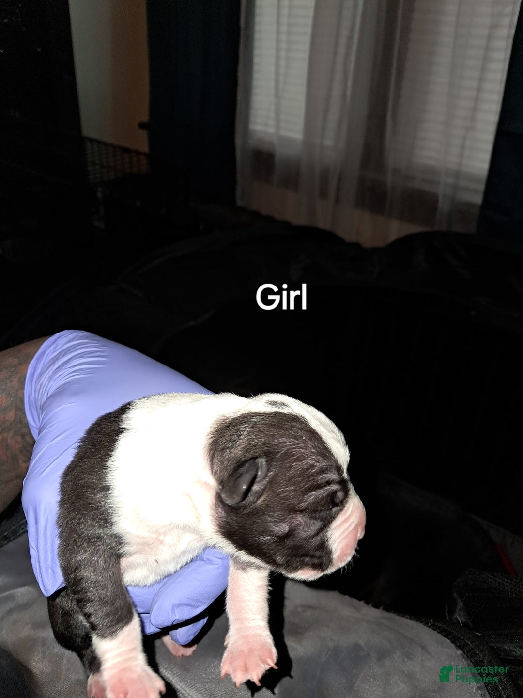 American Staffordshire Terrier dogs for sale: Little Bit Runt Of Litter - Image 1