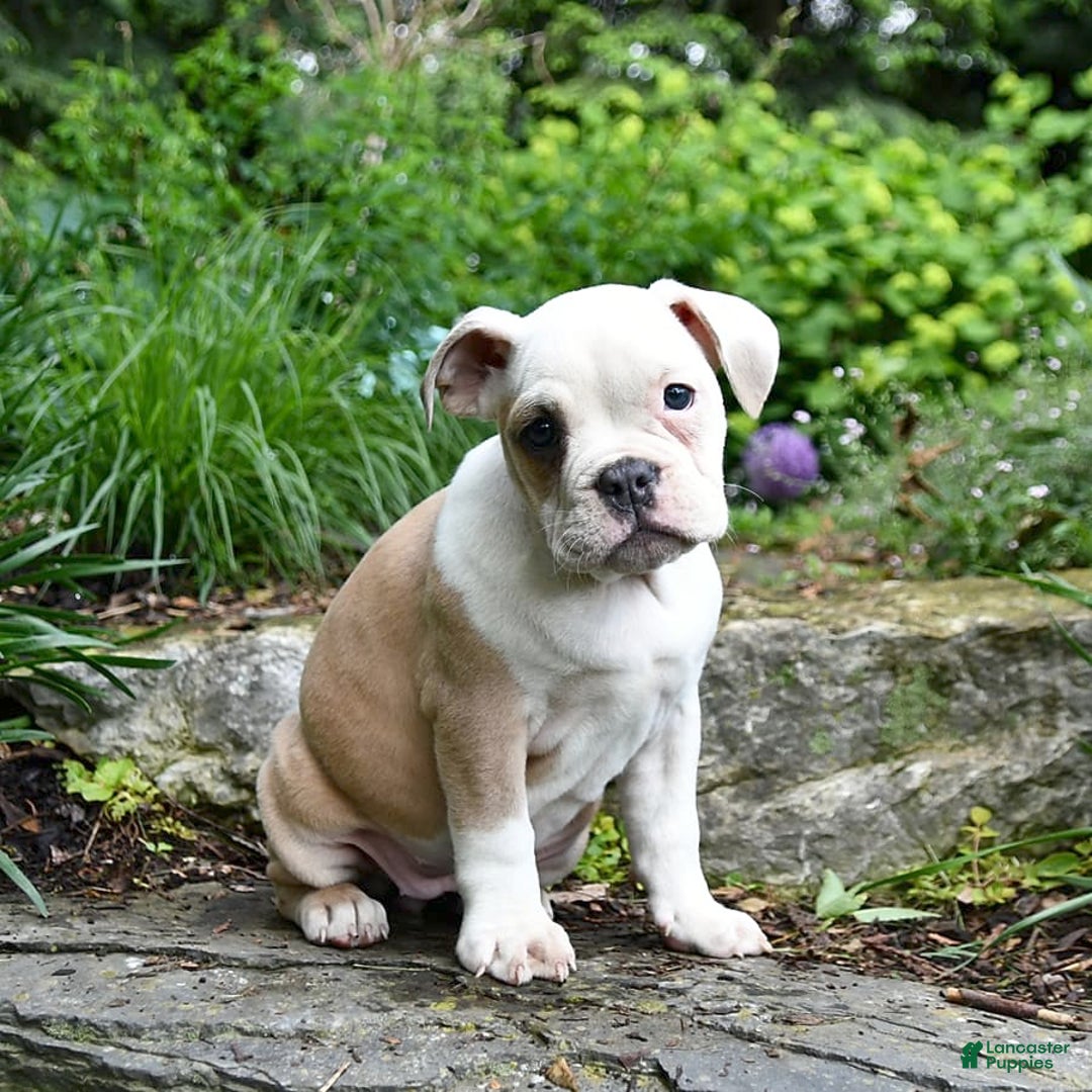 Olde English Bulldogge dogs for sale: Pansy - Image 3