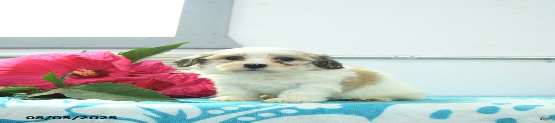 Nellie