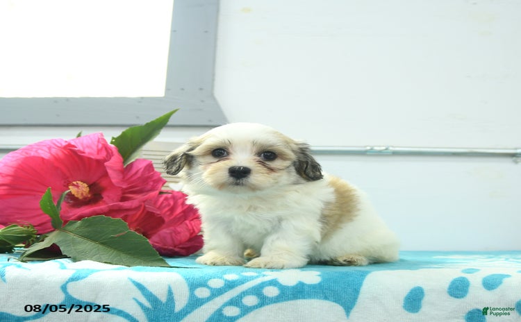Havanese dogs for sale - Ad 5