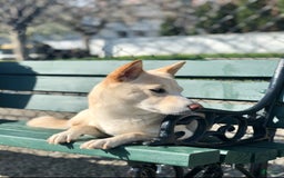 Shiba Inu dogs for sale: Juno - Image 6