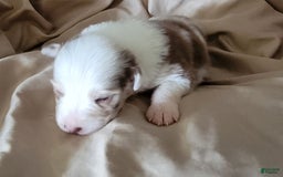 Australian Shepherd dogs for sale: Red Merle Female - Image 4