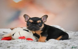 French Bulldog dogs for sale: Max - Image 4