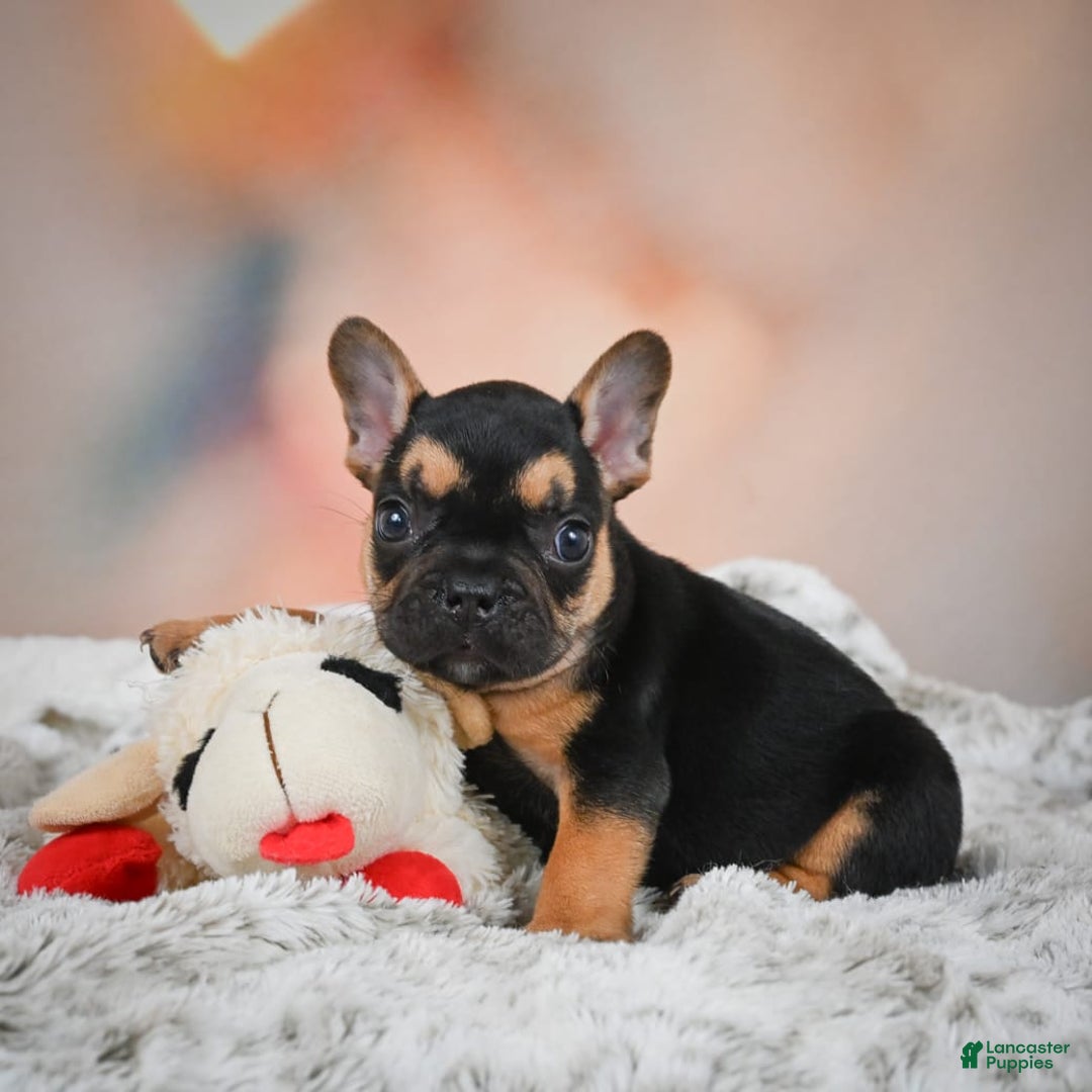 French Bulldog dogs for sale: Max - Image 4