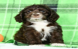 Cockapoo dogs for sale: Victor - Image 5
