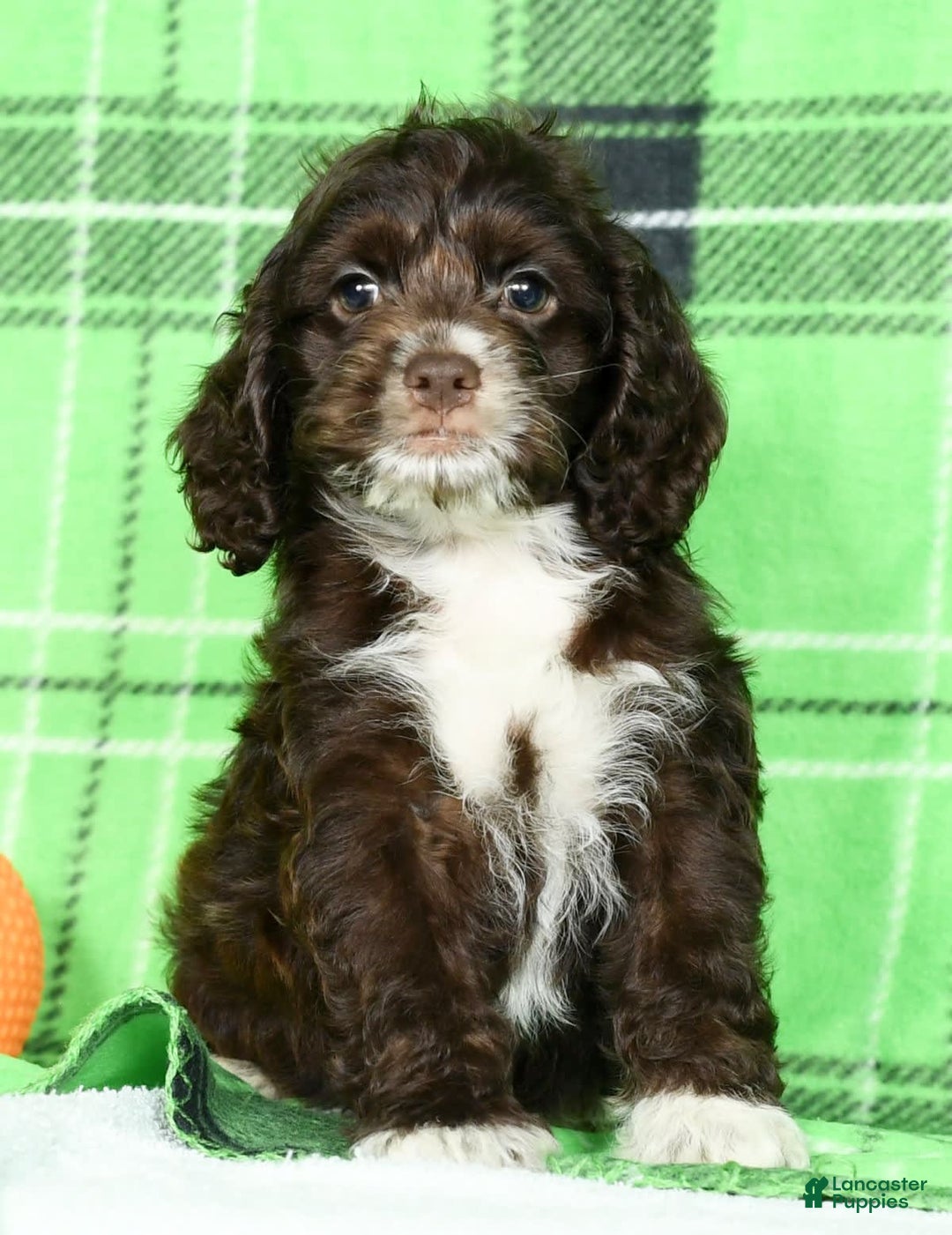 Cockapoo dogs for sale: Victor - Image 5
