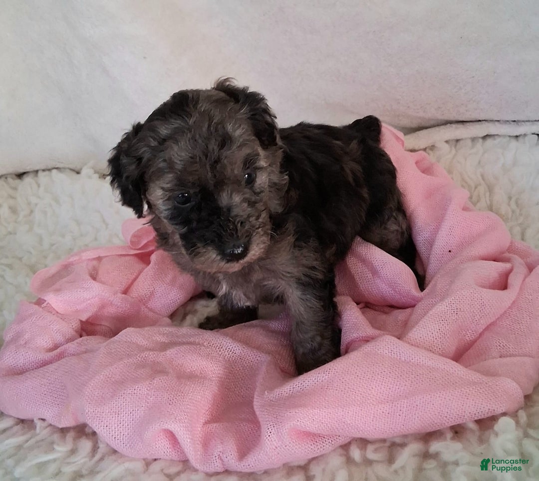 Mini Aussiedoodle dogs for sale: Rosemary - Image 2