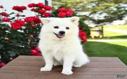 American Eskimo dogs for sale: Mango - Image 3