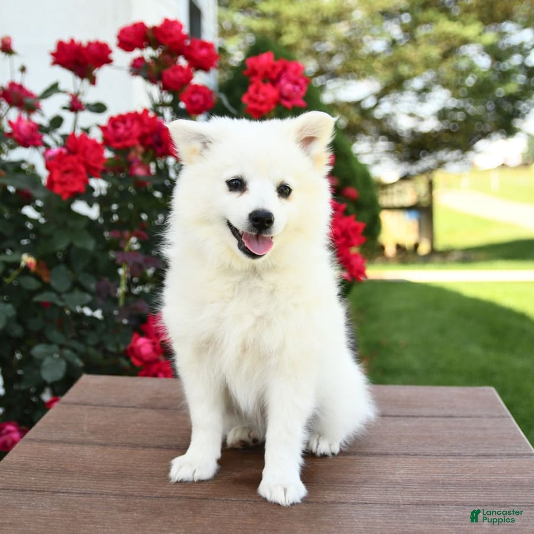 American Eskimo dogs for sale: Mango - Image 3