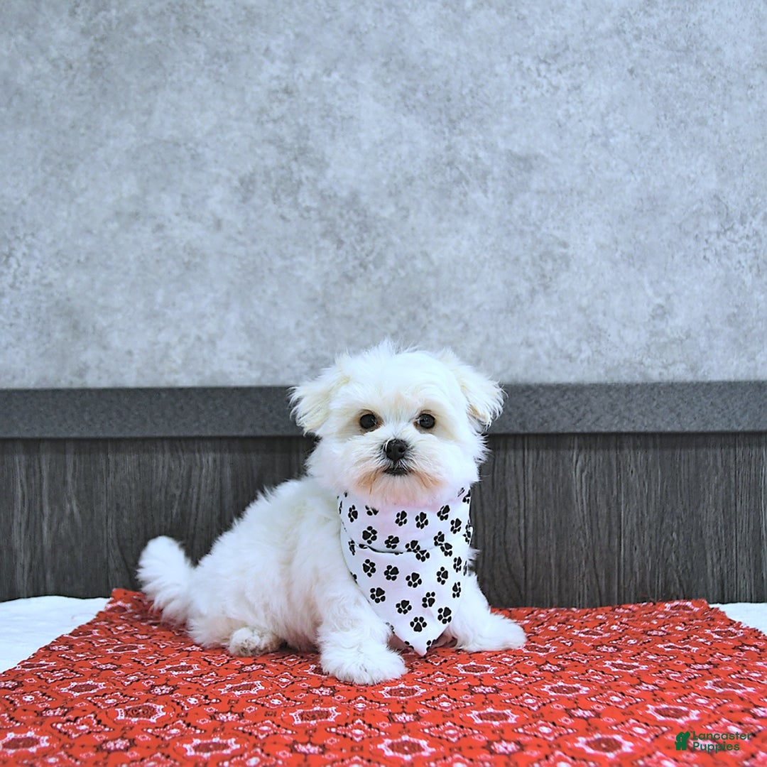 Maltese dogs for sale: Theo - Image 3