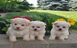 Havanese dogs for sale: Oliver - Image 1