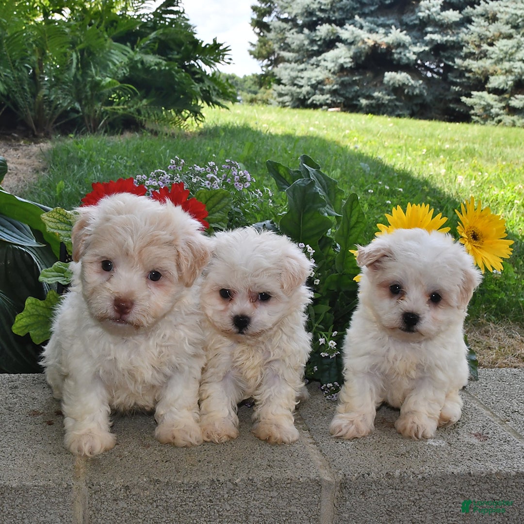 Havanese dogs for sale: Oliver - Image 1