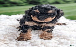 Miniature Poodle dogs for sale: Shadow - Image 1