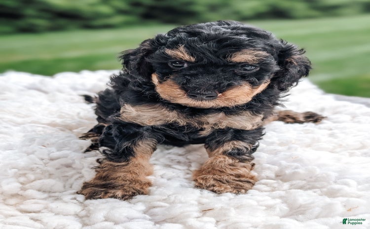 Miniature Poodle dogs for sale - Ad 1