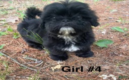 Shih Tzu dogs for sale: Roxie - Image 3