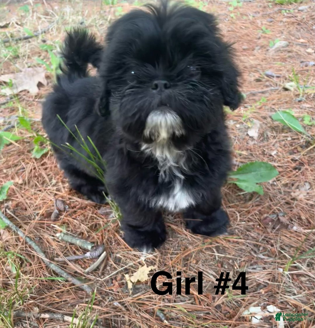 Shih Tzu dogs for sale: Roxie - Image 3