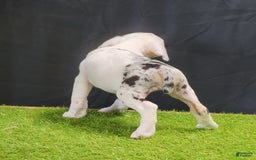 Catahoula Leopard Dog dogs for sale: Diamond 2025 F2 - Image 3