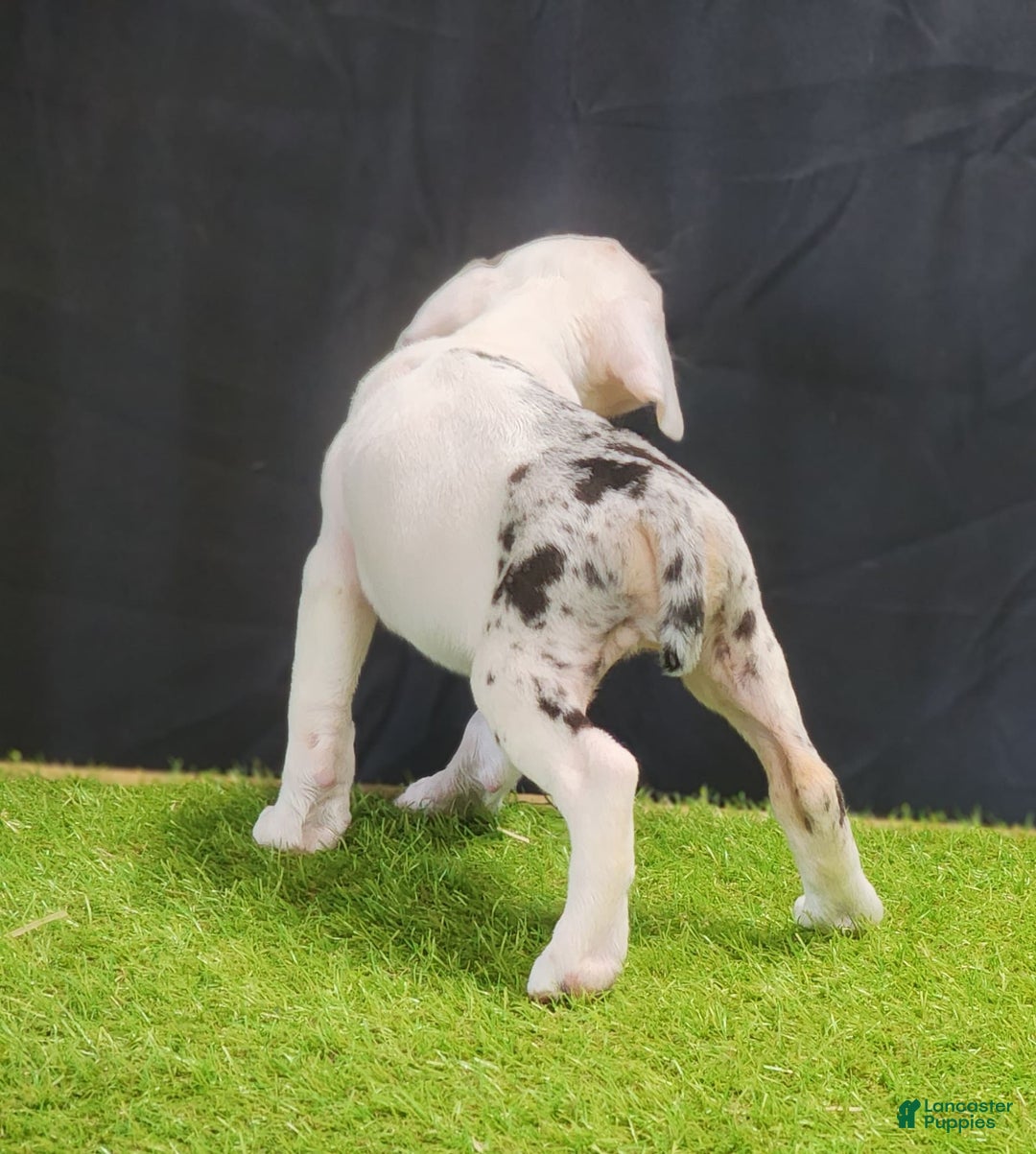 Catahoula Leopard Dog dogs for sale: Diamond 2025 F2 - Image 3