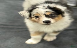 Australian Shepherd dogs for sale: Strawberry - Image 7