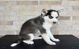 Siberian Husky dogs for sale: Allie - Image 2