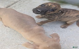 Cane Corso dogs for sale: Bruno - Image 2