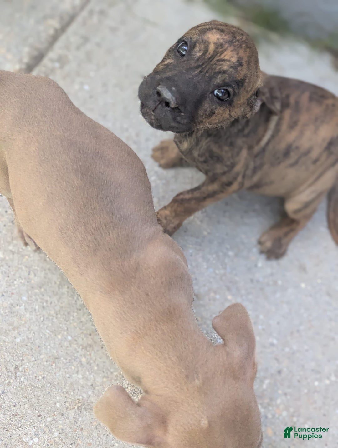 Cane Corso dogs for sale: Bruno - Image 2