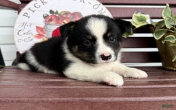 Shiba Inu dogs for sale: Evan - Image 1