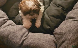 Shih Tzu dogs for sale: Not Named - Image 6