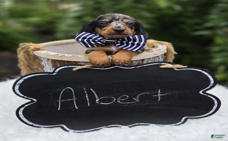Miniature Dachshund dogs for sale - Ad 1
