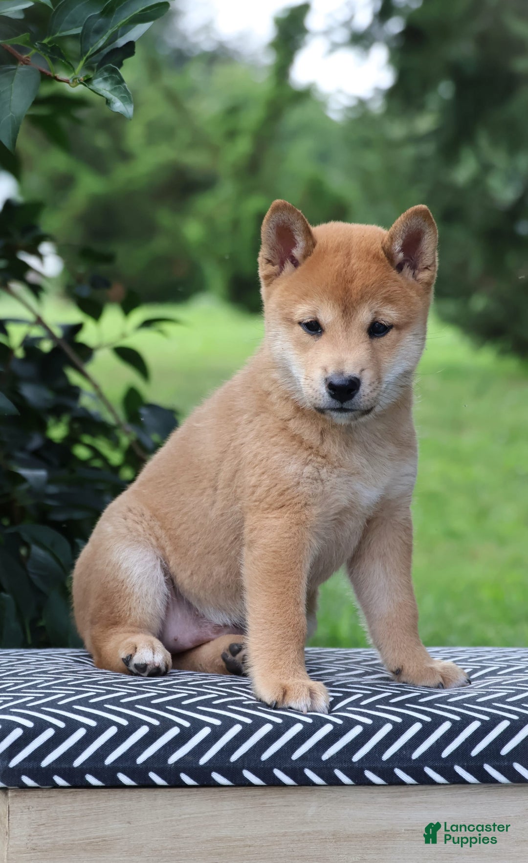 Shiba Inu dogs for sale: Bristol - Image 1