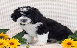 Mini Bernedoodle dogs for sale: Douglas - Image 3