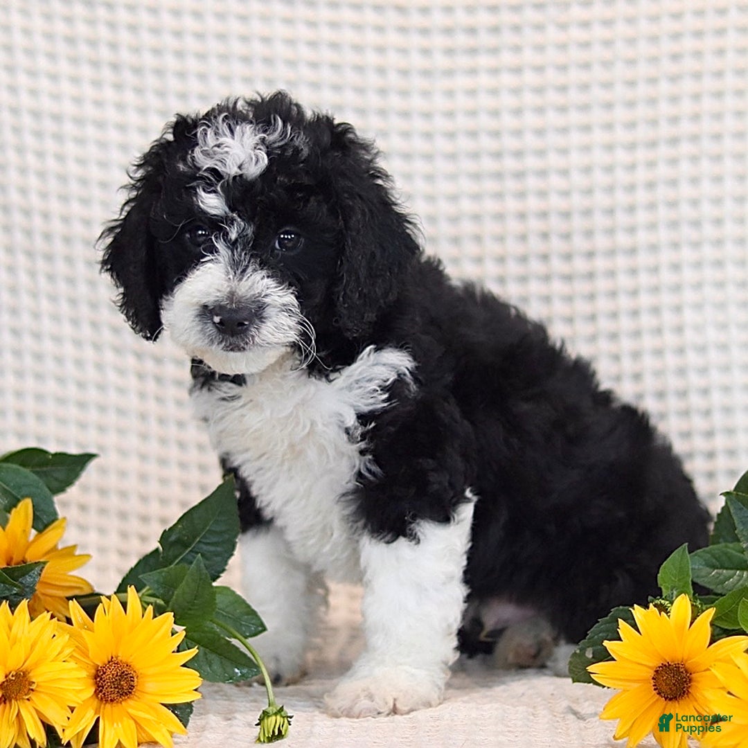Mini Bernedoodle dogs for sale: Douglas - Image 3