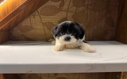 Morkie dogs for sale: Mr. Tiny - Image 1