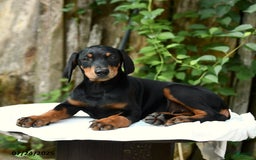 Doberman Pinscher dogs for sale: Precious - Image 15