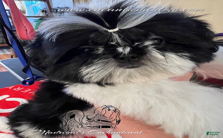 Shih Tzu dogs for sale - Ad 3