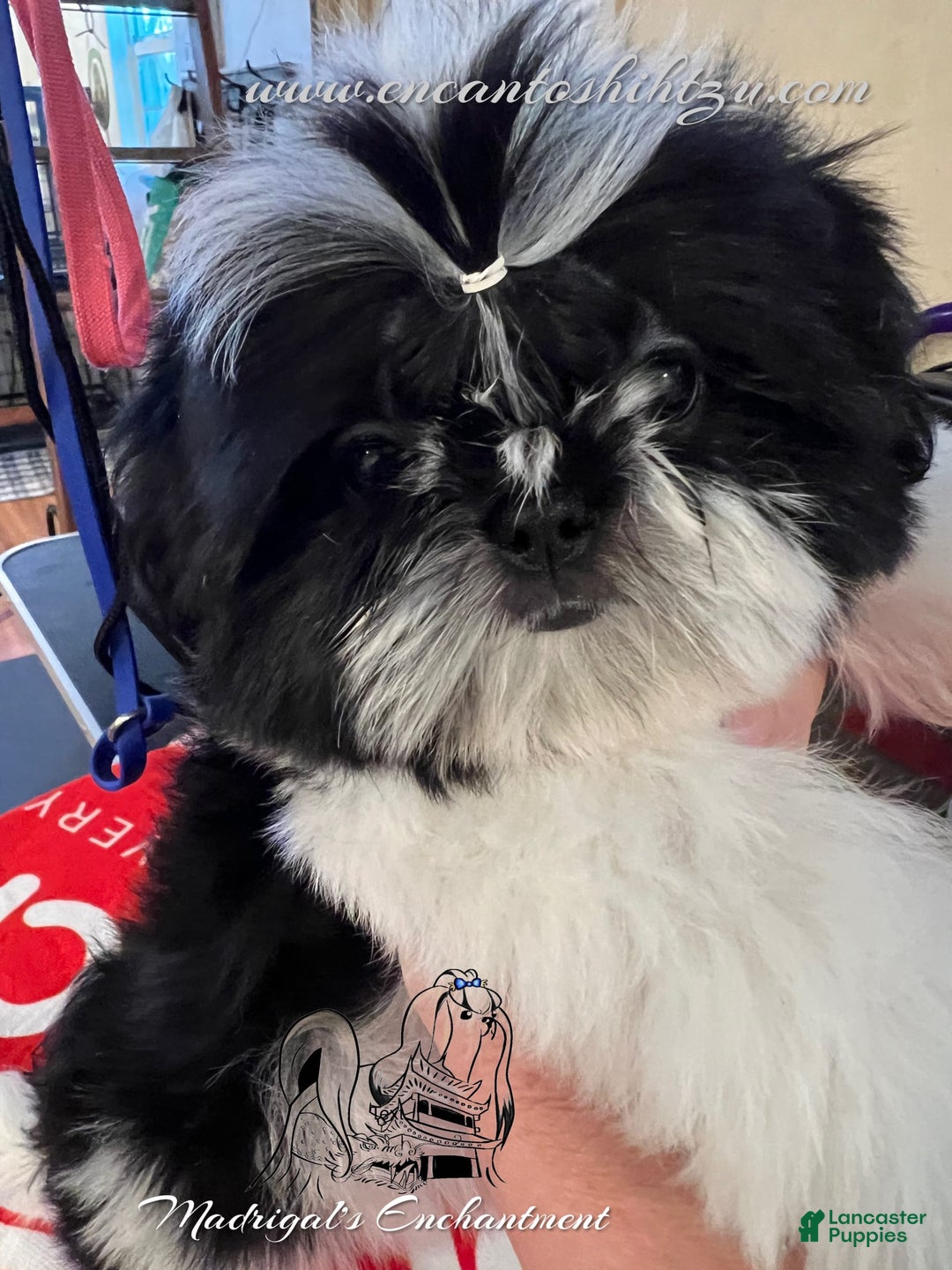 Shih Tzu dogs for sale: Pepper - Image 1