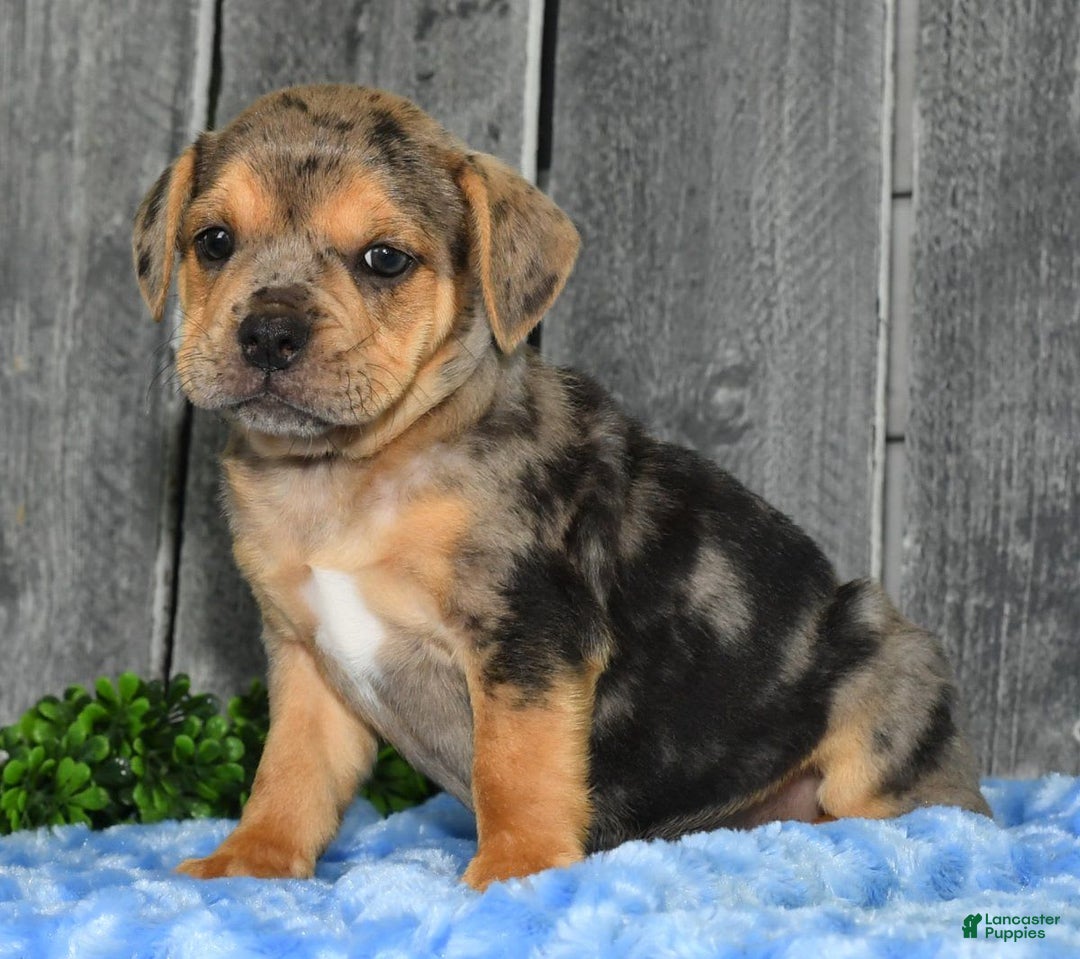 Beabull dogs for sale: Kate - Image 2