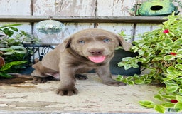 Labrador Retriever dogs for sale: Ruby - Image 4