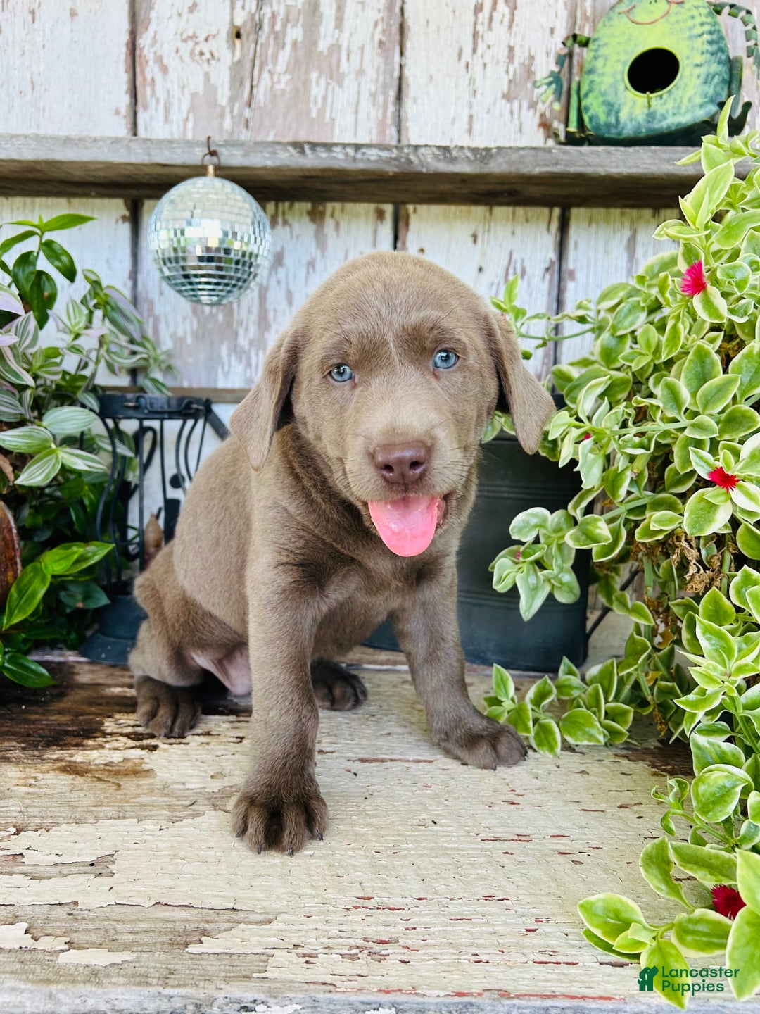 Labrador Retriever dogs for sale: Ruby - Image 4