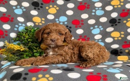 Cockapoo dogs for sale: Farlow - Image 8