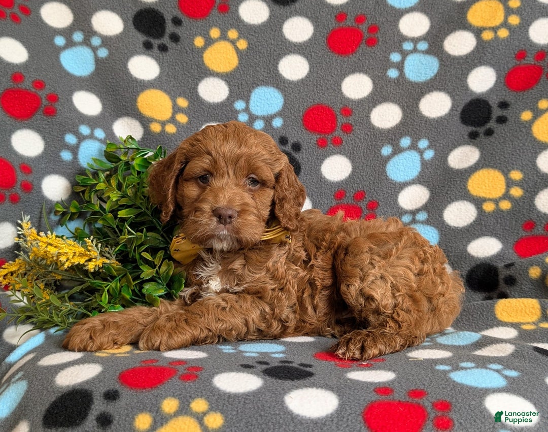 Cockapoo dogs for sale: Farlow - Image 8