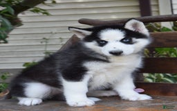 Siberian Husky dogs for sale: Scout - Image 2