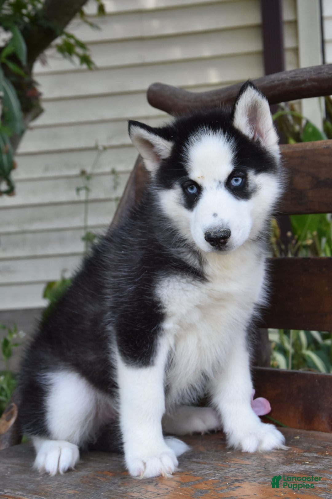 Siberian Husky dogs for sale: Scout - Image 2