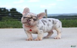 French Bulldog dogs for sale: Leo - Image 1